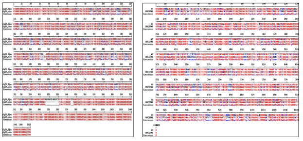 Plasmid 간의 염기서열 비교 (좌)pIg20 WT 3D8 scFv plasmid – pIg20 optimized 3D8 scFv plasmid, (우) Ig20 WT 3D8 scFv plasmid – pET42 optimized 3D8 scFv
