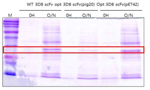 Plasmid 간의 3D8 scFv 단백질 생산 비교 (좌) pIg20 WT 3D8 scFv plasmid (중) pIg20 optimized 3D8 scFv plasmid (우) pET42 optimized 3D8 scFv plasmid scFv