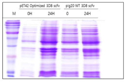 Plasmid 간의 3D8 scFv 단백질 생산 비교 (좌: pET42 optimized 3D8 scFv, 우: pIg20 WT 3D8 scFv)