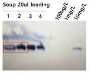 배지에서 3D8 scFv 단백질의 확인(Western blot)