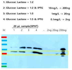 Glucose와 lactose 비율 및 IPTG 유무에 따른 3D8 scFv 단백질의 발현량 차이 분석