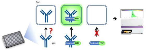 FITC-Protein-A를 이용한 세포침투 항체검출 방법
