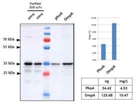 PhoA와 OmpA leader sequence 삽입에 따른 항바이러스 단백질 발현량 재확인