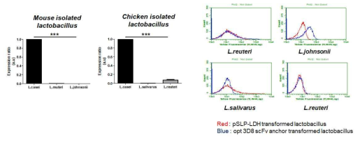 재조합 Lactobacillus 의 항바이러스 단백질 발현량 분석