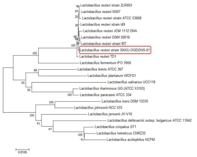 16S rRNA를 이용한 chicken 유래 L.reuteri 균주 동정