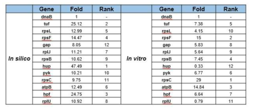 in silico & in vitro 분석을 통한 선발된 유전자들의 발현량 비교 (L. reuteri Byun-re-01, mouse isolates)