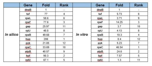 in silico & in vitro 분석을 통한 선발된 유전자들의 발현량 비교 (L. reuteri SKKU-OGDONS-01, chicken isolates)