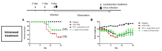 재조합 유산균의 비강 투여를 통한 항-인플루엔자 효능 분석(A: 생존율, B: 체중의 변화)