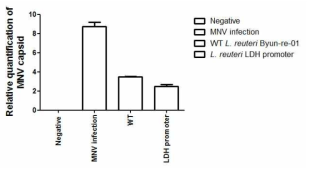 재조합 유산균의 항-노로바이러스 효능 분석