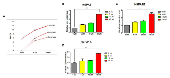 MAPK signaling pathway 관련 유전자인 HSP72 family 의 발현 패턴을 in silico와 in vitro 분석을 통해 비교