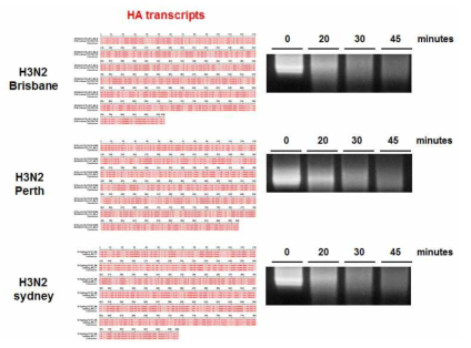 항바이러스 단백질의 viral HA transcript 가수분해 확인