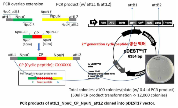 PCR 1회 및 transformation 1회로 7mer의 random 아미노산 서열을 가지는 cyclic peptide library 합성하는 방법