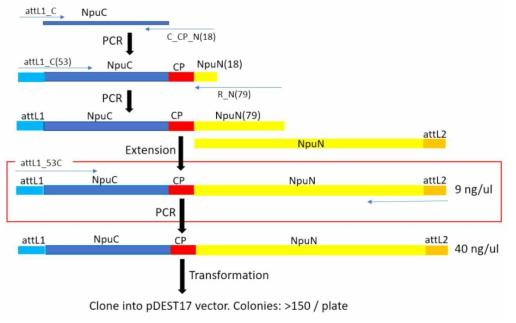 intein C와 intein N 사이에 cyclic peptide 서열이 PCR extension을 통해서 연결되어지며 완성된 full-length PCR fragment는 1회 PCR 반응을 통해서 transformation을 수행할 수 있다. 얻어진 PCR product의 약 0.4 ul를 transformation 시 약 150개 이상의 서로 다른 random 아미노산 서열을 가지는 cyclic peptide를 발현하는 colony를 얻을 수 있다. 50 ul의 PCR 반응 product로 약 12,000개의 cyclic peptide clones이 얻어진다