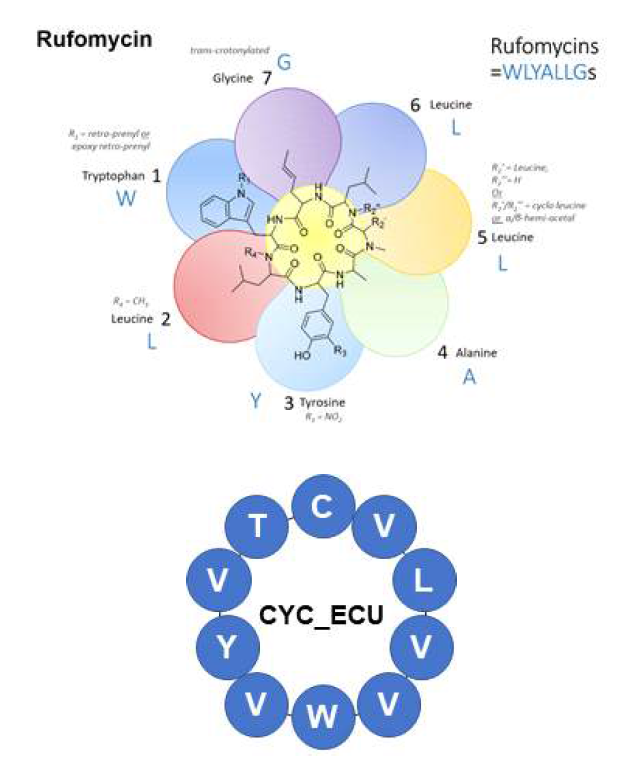 cyclic peptide library 시스템을 이용하여 제작되어진 Rufomycin와 Ecumicin 유도체