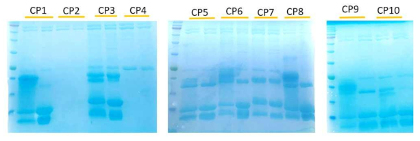 간단한 Two step system을 이용해 얻어진 cyclic peptide 생산 벡터로부터 발현된 cyclic peptide 들의 예. Full-length 단백질이 intein 효소 작용을 통해서 intein C-terminal과 N-terminal의 2 domain으로 나뉘어 짐을 확인함. 환형화된 peptide의 서열에 따라서 intein의 효소 활성에 차이가 나타남