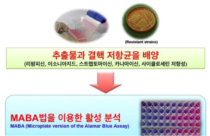 in vitro 항결핵능 측정을 위한 MABA 방법