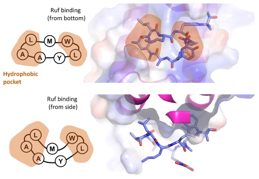 ClpC1의 타깃에 결합된 Ruf 구조 분석을 통한 Ruf 구조 중에 타깃과 직접 결합하는 부분의 구조 분석. Ruf 구조 중에 갈색 부분이 ClpC1 타깃에 직접적으로 결합하는 부위임. Met(M)과 Tyr(Y) 부분은 타깃 단백질에 직접 결합되지 않으며 외부에 노출되는 부분으로 이 부분을 변화시킴으로 Ruf 유도체의 물성을 변화시킬 수 있음