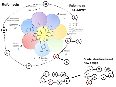 Ruf 구조기반의 유도체 design에서 ClpC1와 Ruf 구조기반의 design에 따른 개선된 Ruf 유도체 디자인. 최고의 활성을 얻기위한 다양한 Ruf 유도체를 제작함