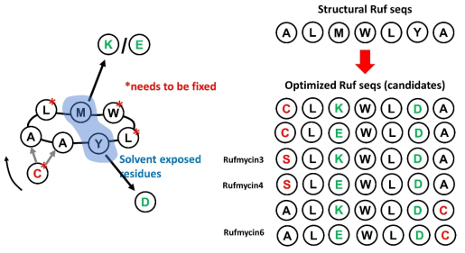 Ruf 유도체의 약리학적 물성을 개선하기 위하여 ClpC1에 직접 결합하지 않는 부위의 Residue를 수용성 residue로 변화함. 변화에 따라 개선된 유도체에서 소수성이 개선된 유도체 개발 연구 수행함