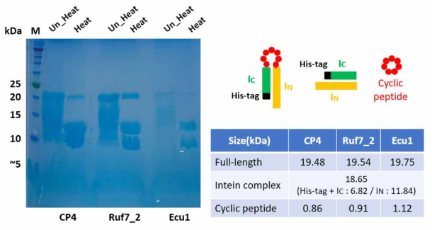 본 연구팀에서 확보한 Npu Intein system을 이용한 개선된 Ruf 및 Ecu 유도체의 발현 및 분리정제 결과. Intein 단백질이 정상적으로 발현되어 2조각으로 splicing 된 모습을 확인함