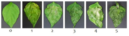 C. capsici 접종 후 병 발생정도. 0, 건전 잎; 1, 잎에 약한 병징이 보이거나 변색이 오는 경우; 2, 병징이 확연하게는 보이나 일부어서만 보이는 경우; 3, 병징이 접종 부위를 넘어서 절반정도 퍼진 경우; 4, 잎에 병징이 전체적으로 퍼진 경우; 5, 병징이 전체로 퍼져 고사한 경우