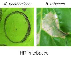 비기주 식물인 담배식물에서 C. capsici의 접종 후 반응 관찰