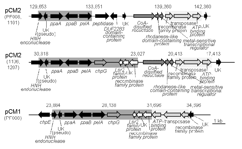 유전체 분석을 통하여 얻어진1106과 1207균주에서 chpG의 위치 및 주변 유전자들의 분포