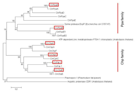 C. capsici에 존재하는 protease 단백질들의 phylogenetic tree (red box: C. capsici의 protease protein)