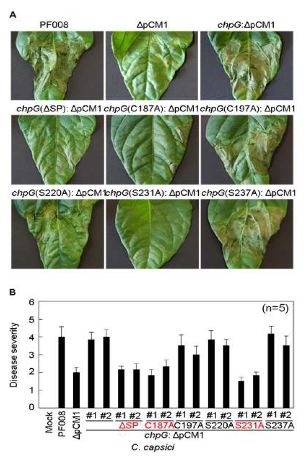 돌연변이로 제작된 chpG의 variant들의 접종 후 고추 식물에서의 병생성의 변화 관찰