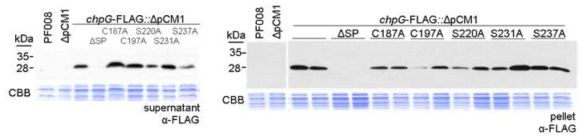 ChpG의 variant들의 단백질 발현 확인