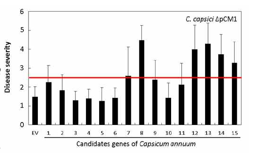 C. capsici와 상호작용하는 고추식물 단백질의 후보군을 선발하여 VIGS를 수행한 결과