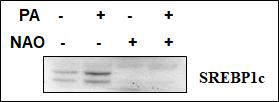 간세포에서 SREBP1c protein 함량 감소 확인