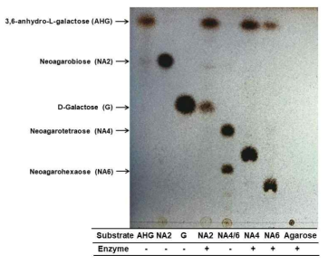 Ahg786에 의한 한천올리고당 분해 산물의 TLC 분석