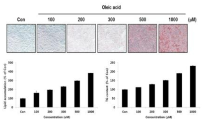 HepG2 세포에서 oleic acid 처리에 의한 지질축적 및 중성지방 함량 변화