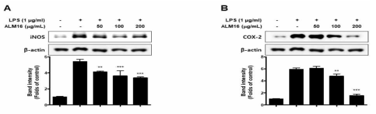 황기복합물의 iNOS와 COX-2의 protein 발현량 억제 효과