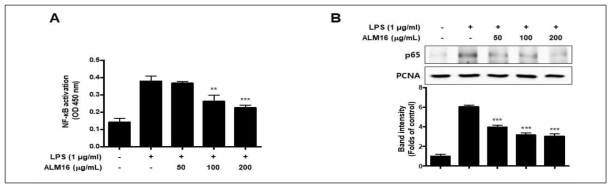 황기복합물의 NF-κB 활성 및 핵 내로 translocation 억제 효과