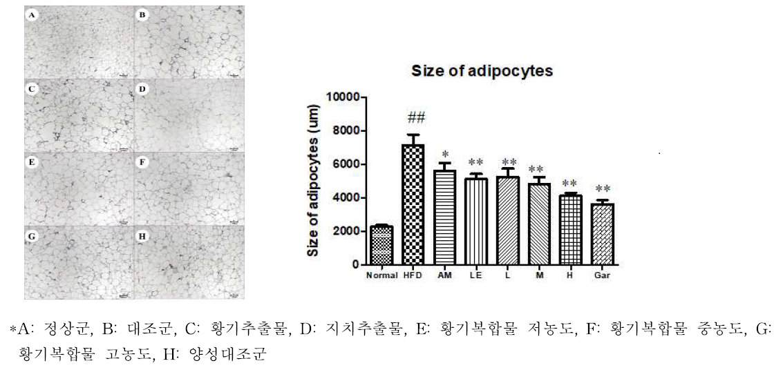황기복합물의 부고환 지방조직 내 지방 축적 억제 효과