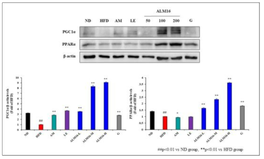 황기복합물의 PGC-1a, PPARa pathway 조절효과