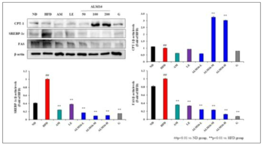 황기복합물의 Lipogenesis (CPT-1, SREBP-1, FAS) 관련 단백질 조절효과