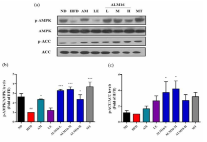 황기복합물의 AMPK/ACC pathway 조절 효과