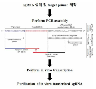 sgRNA 제작과정
