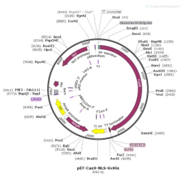 Cas9 재조합단백질 발현용 vector map