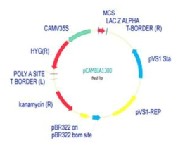 형질전환용 pCAMBIA300 binary vector map