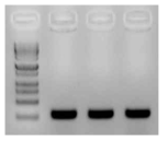 pCAMBIA300 binary 에 클로닝된 GFP