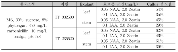 pAMT 유전자편집 시료의 배지조성별 callus 유도율