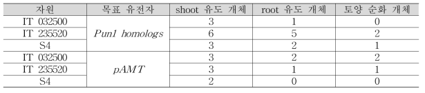 유전자편집 재분화 개체 정보