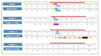 S4P1C(Pun1 Homolog 유전자편집개체) 의 Pun1, Pun1-1, Pun1-2, Pun1-3 유전자 서열 분석 결과. 붉은색으로 표시된 서열은 유전자편집시 sgRNA가 결합하는 목표 서열