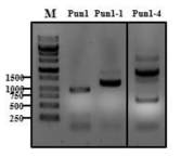 Pun1 homolog 전장 유전자 PCR 증폭
