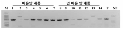 Pun1 마커를 육종 계통에 적용한 결과. N- 매운맛 고추, NP-안 매운맛 고추