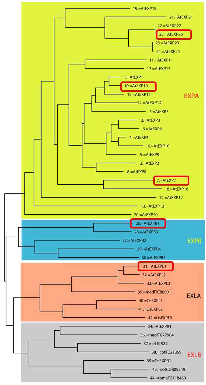단백질 서열에 따라 분류한 EXPANSIN 계통수. 빨간색 네모칸은 다중유전자 가족으로 존재하는 EXPANSIN 중에 유연관계가 먼 5개의 EXPANSIN을 선택했다